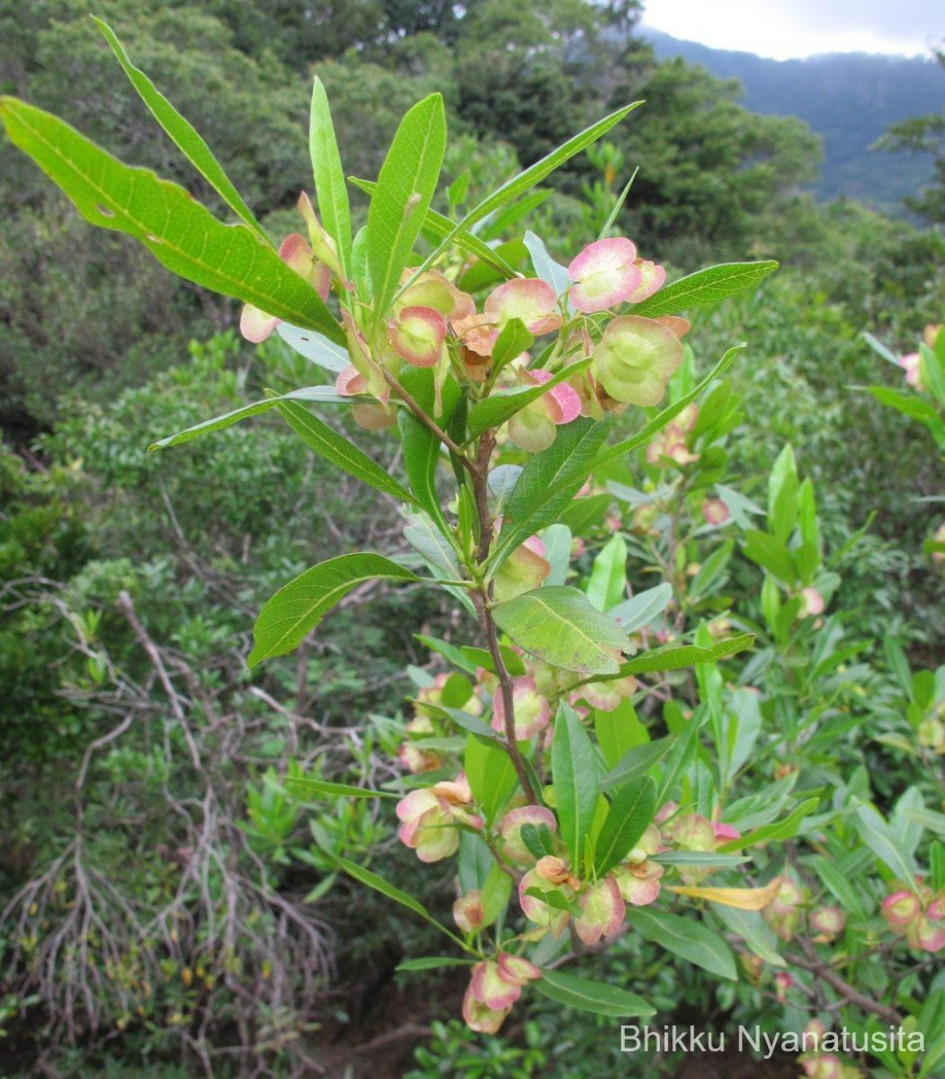 Dodonaea viscosa Jacq.